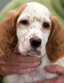 Pet Therapy for Rheumatoid Arthritis: Who Rescued Who? Pet Therapy for Rheumatoid Arthritis: Who Rescued Who?